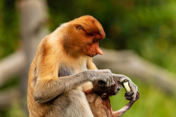 Female Proboscis Monkey feeding in Borneo