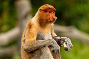 Female Proboscis Monkey feeding in Borneo