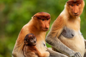 Wild mother and baby Proboscis Monkeys in the mangrove forests of Borneo