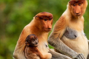 Wild mother and baby Proboscis Monkeys in the mangrove forests of Borneo