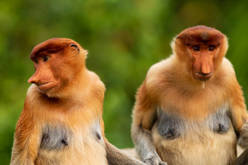 A family of Proboscis Monkeys in Borneo