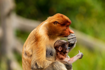 Wild mother and baby Proboscis Monkeys in the mangrove forests of Borneo
