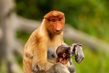 Wild mother and baby Proboscis Monkeys in the mangrove forests of Borneo
