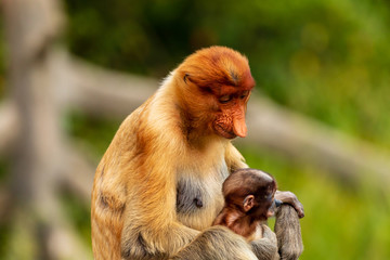 Wild mother and baby Proboscis Monkeys in the mangrove forests of Borneo