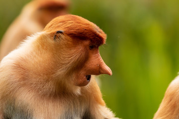 Naklejka premium Close-up portrait of a Female Proboscis Monkey in Borneo