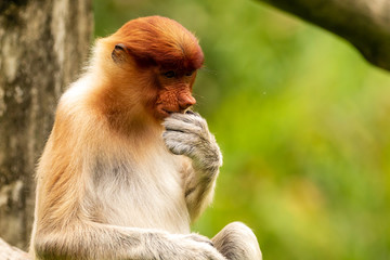 Rare Proboscis Monkeys feeding in the forests of Borneo