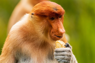 Naklejka premium Rare Proboscis Monkeys feeding in the forests of Borneo