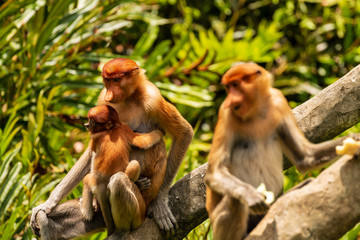 Rare Proboscis Monkeys feeding in the forests of Borneo