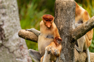 Fototapeta premium Wild mother and baby Proboscis Monkeys in the mangrove forests of Borneo