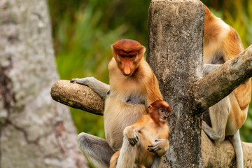 A family of endangered Proboscis Monkeys in Borneo