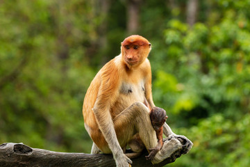 Proboscis Monkeys in the mangroves in Sabah, Borneo
