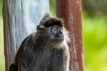 A Silver Leaf Monkey in Borneo