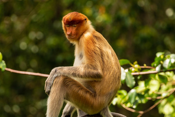 Proboscis Monkeys in the forests of Borneo