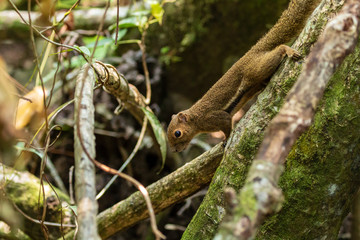 A cute Squirrel in the forests of Borneo
