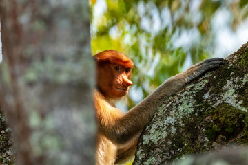 Female Proboscis Monkey in the rainforest of Borneo