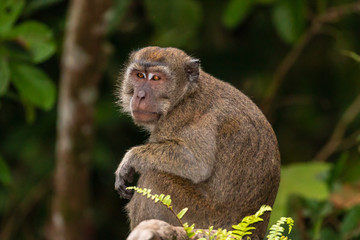 Naklejka na ściany i meble Long-tail Macaque Monkey in the jungle in Borneo