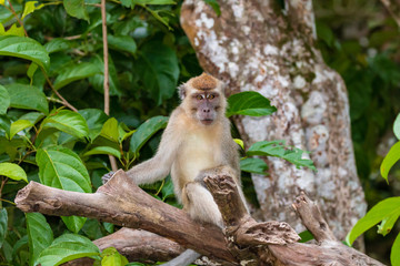 Long-tail Macaque Monkey in the jungle in Borneo