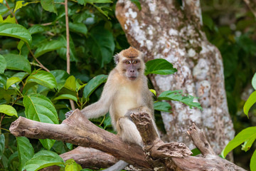 Naklejka na ściany i meble Long-tail Macaque Monkey in the jungle in Borneo