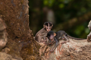 Baby Macaque Monkeys in the trees along the Kinabatangan River in Borneo