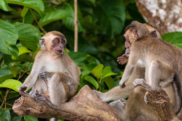 A family of Crab Eating Macaque monkeys in the rainforest of Sabah