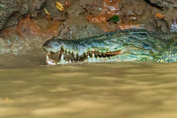 A large Saltwater Crocodile lurking in a muddy brown river in Borneo