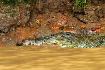 A large Saltwater Crocodile lurking in a muddy brown river in Borneo