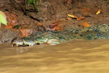 A large Saltwater Crocodile lurking in a muddy brown river in Borneo