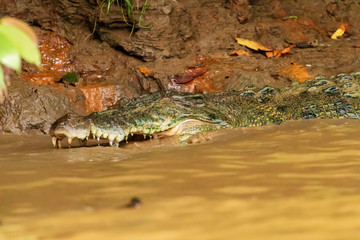 A large Saltwater Crocodile lurking in a muddy brown river in Borneo
