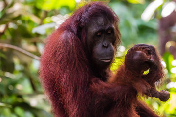 Mother and baby Bornean Orangutan in the tropical rainforest