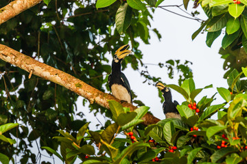 Pied Hornbill in trees above a jungle river in Borneo