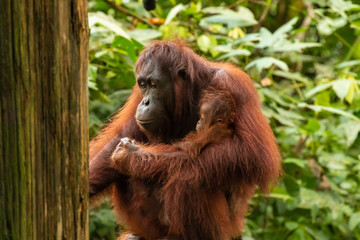 Mother and baby Bornean Orangutan in the tropical rainforest