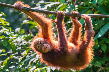 A juvenile Bornean Orangutan at a rehabilitation area in the rainforest of eastern Sabah - obrazy, fototapety, plakaty