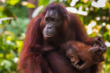 Mother and baby Bornean Orangutan in the tropical rainforest