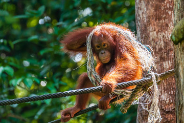 A juvenile Bornean Orangutan at a rehabilitation area in the rainforest of eastern Sabah