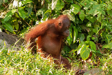 A curious juvenile Bornean Orangutan in a forest in Sabah