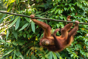 A juvenile Bornean Orangutan at a rehabilitation area in the rainforest of eastern Sabah