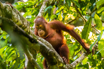 A curious juvenile Bornean Orangutan in a forest in Sabah