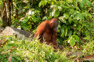 A curious juvenile Bornean Orangutan in a forest in Sabah