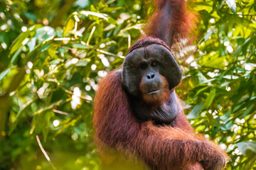 Large alpha male Orangutan in the jungle of Borneo