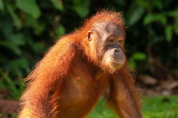 A curious juvenile Bornean Orangutan in a forest in Sabah © whitcomberd