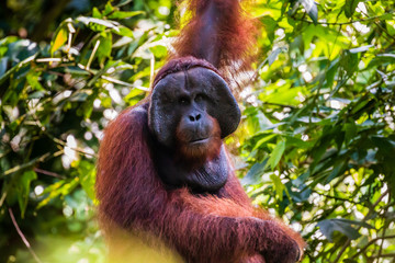 Large alpha male Orangutan in the jungle of Borneo