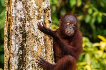 A curious juvenile Bornean Orangutan in a forest in Sabah © whitcomberd