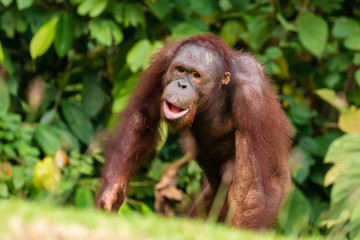 A juvenile Bornean Orangutan at a rehabilitation area in the rainforest of eastern Sabah