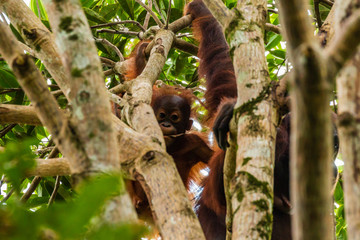A wild mother and baby Bornean Orangutan in the rainforest of eastern Borneo