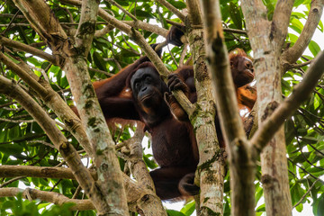 A wild mother and baby Bornean Orangutan in the rainforest of eastern Borneo
