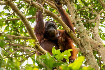 A wild mother and baby Bornean Orangutan in the rainforest of eastern Borneo