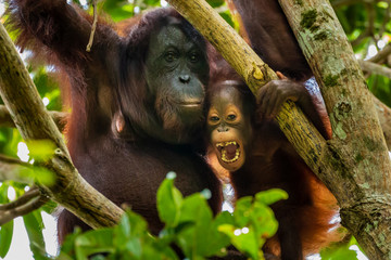 A wild mother and baby Bornean Orangutan in the rainforest of eastern Borneo