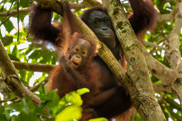 A wild mother and baby Bornean Orangutan in the rainforest of eastern Borneo © whitcomberd