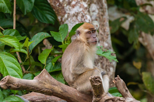 Long-tail Macaque Monkey in the jungle in Borneo