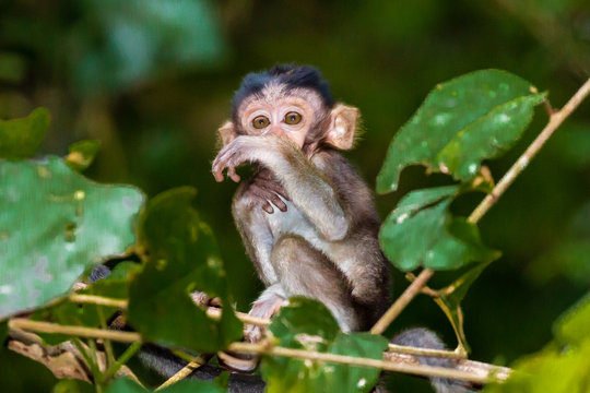 Baby Macaque Monkeys in the trees along the Kinabatangan River in Borneo